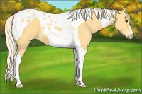 Horse Color:Palomino Tobiano 