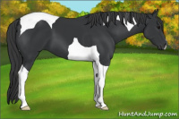 Horse Color:Black Tobiano