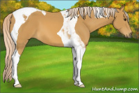 Horse Color:Palomino Tobiano 