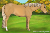 Horse Color:Palomino