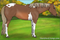 Horse Color:Chestnut Tobiano