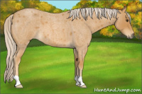 Horse Color:Palomino Roan 