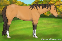 Horse Color:Buckskin 