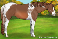Horse Color:Chestnut Sabino Tobiano 