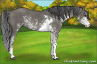 Horse Color:Grullo Sabino Rabicano 