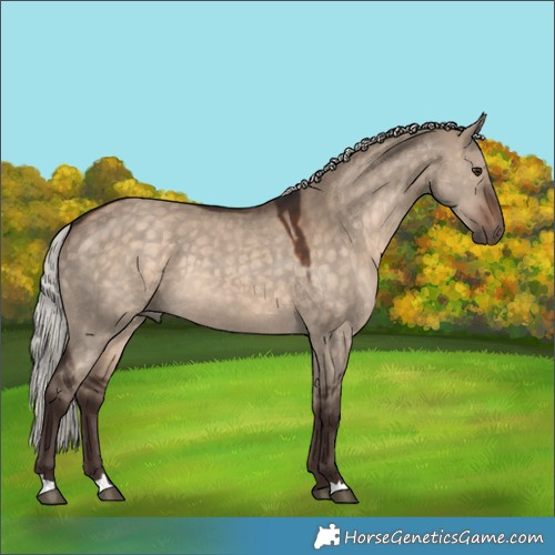 Horse Color:Silver Brown Dun Rabicano 