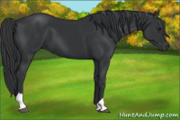 Horse Color:Black  and Black 