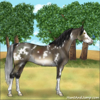 Horse Color:Gray White Spotted Brown Dun Sabino Splash Brindle 