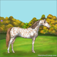 Horse Color:Gold Champagne Appaloosa  and Gold Champagne Appaloosa 