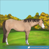 Horse Color:Amber Champagne 