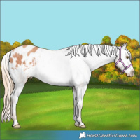 Horse Color:Gold Champagne Appaloosa 