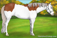 Horse Color:Silver Bay Splash