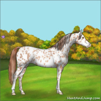 Horse Color:Gold Champagne Appaloosa  and Gold Champagne Appaloosa 