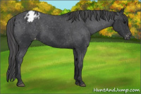 Horse Color:Black Appaloosa Rabicano 