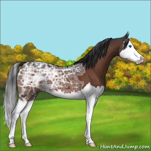 Horse Color:Brown Ice Splash 