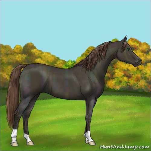 Horse Color:Midnight Sable Cream Champagne Ice Dun 