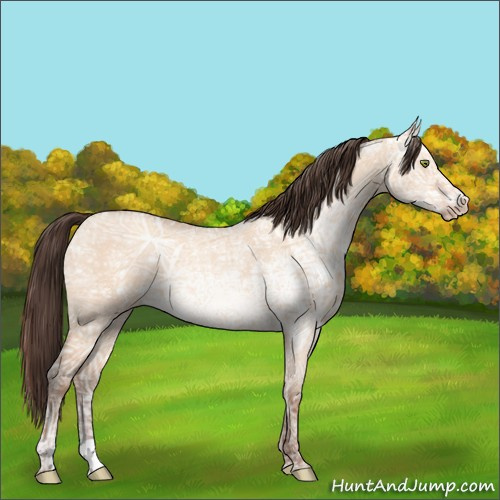 Horse Color:Sable Champagne Ice Dun 