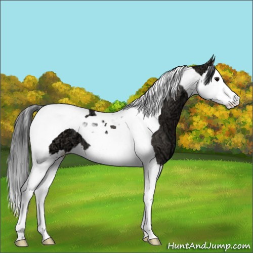 Horse Color:Grullo Ice Splash Tobiano 