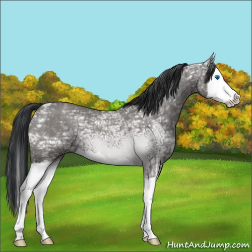 Horse Color:Grullo Ice Splash 
