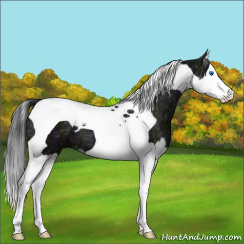 Horse Color:Midnight Grullo Ice Sabino Splash Tobiano 