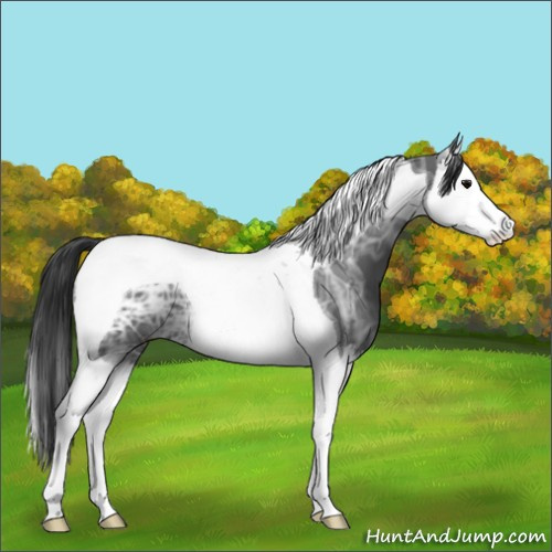 Horse Color:Black Ice Splash Tobiano 