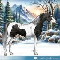 Horse Color:Grullo Ice Splash Tobiano 