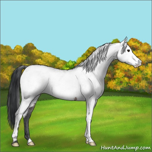Horse Color:White Spotted Brown Ice 