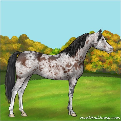 Horse Color:Bay Ice 