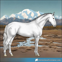 Horse Color:Gray White Spotted Silver Grullo Snowcap Rabicano 