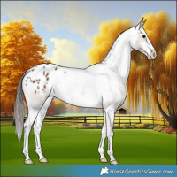 Horse Color:White Spotted Brown Appaloosa 