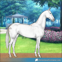 Horse Color:Gray White Spotted Chocolate Palomino Pearl Blanket Rabicano 