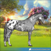 Horse Color:White Spotted Black Sabino Appaloosa Rabicano 