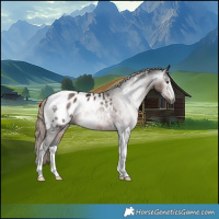 Horse Color:Gray White Spotted Liver Chestnut Tobiano Appaloosa Rabicano 
