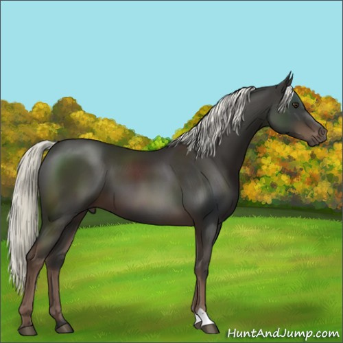 Horse Color:Liver Chestnut Mushroom 