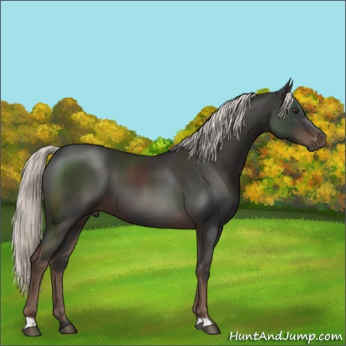 Horse Color:Liver Chestnut Mushroom 