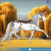Horse Color:Liver Chestnut Mushroom Splash Frame 