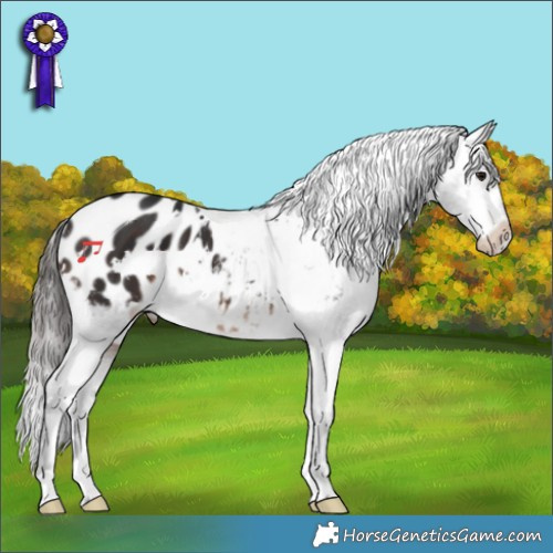 Horse Color:White Spotted Brown Appaloosa 