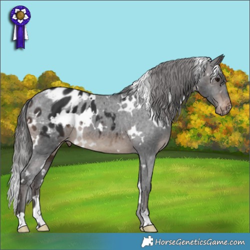 Horse Color:White Spotted Brown Appaloosa 
