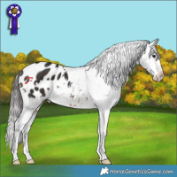 Horse Color:White Spotted Brown Appaloosa 