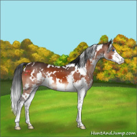 Horse Color:White Spotted Brown Splash 