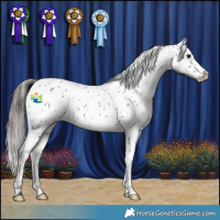 Horse Color:Black Appaloosa 