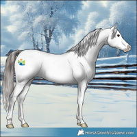 Horse Color:Black Near Fewspot 