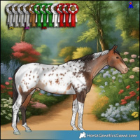 Horse Color:Bay Tobiano Appaloosa