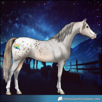 Horse Color:Buckskin Appaloosa 