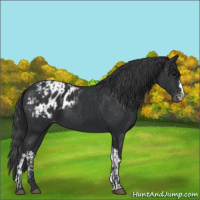 Horse Color:Black  and Black Blanket 