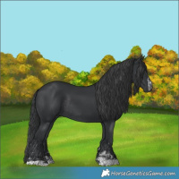 Horse Color:Black  and Black Rabicano 