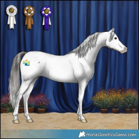 Horse Color:Brown Appaloosa 