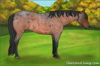 Horse Color:Bay Roan 