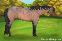 Horse Color:Bay Roan 