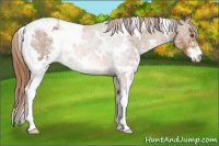 Horse Color:White Spotted Chestnut Ice Sabino Appaloosa 
